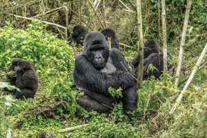 Read more about the article How to Choose the Best Country for a Gorilla Trekking Tour