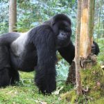 How Long Do You Stay with Gorillas in Volcanoes National Park?