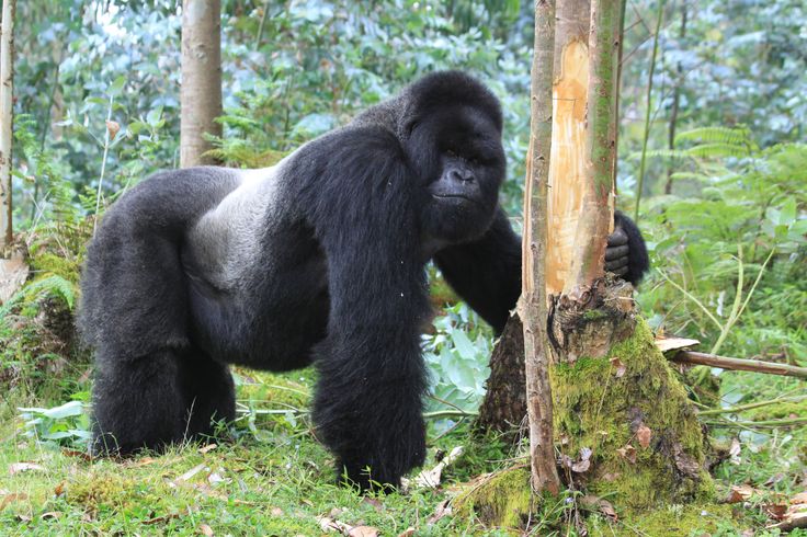 You are currently viewing How Long Do You Stay with Gorillas in Volcanoes National Park?