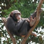 Combined Chimpanzee and Hiking Tours in Rwanda
