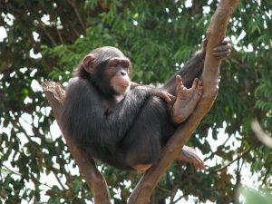 Read more about the article Combined Chimpanzee and Hiking Tours in Rwanda