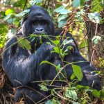 Best Offer for Gorilla Trekking in Uganda 