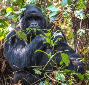 Read more about the article How to Book a Gorilla Tour from Nairobi