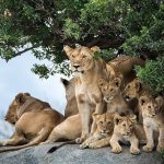 where to see big cats on a Uganda safari?
