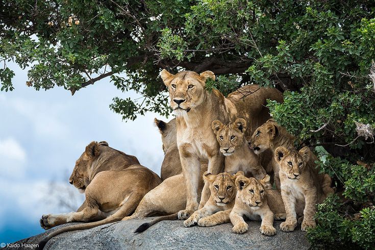 You are currently viewing where to see big cats on a Uganda safari?