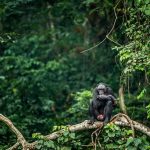 Is Democratic Republic of Congo safe for tourists now?