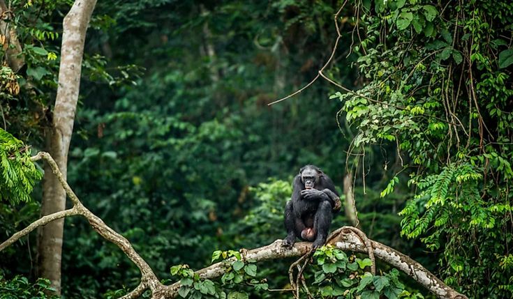 You are currently viewing Is Democratic Republic of Congo safe for tourists now?