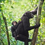 Where to see chimpanzee and gorilla in Uganda and Rwanda