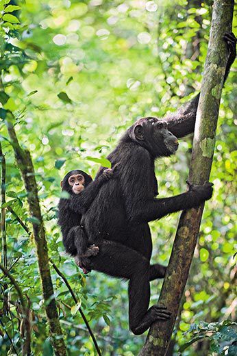 You are currently viewing Where to see chimpanzee and gorilla in Uganda and Rwanda