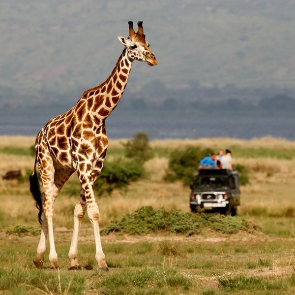You are currently viewing Is it safe to travel to Uganda during election time?