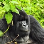 Short Gorilla Tour in Uganda