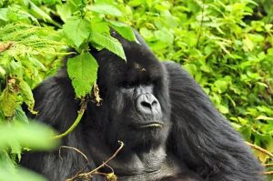 Read more about the article Short Gorilla Tour in Uganda