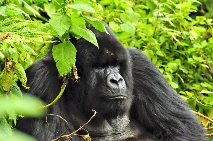 You are currently viewing Short Gorilla Tour in Uganda