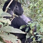 Things to do in Rwanda on holiday.