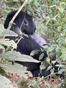 Read more about the article Things to do in Rwanda on holiday.