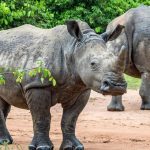 Best Uganda Trips for 2025–2026.