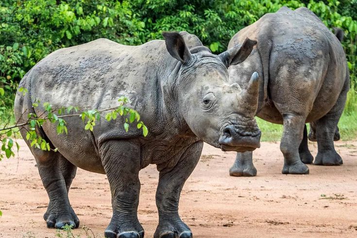 You are currently viewing Best Uganda Trips for 2025–2026.