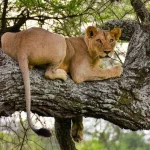 What Wildlife Do I Expect to See on a Uganda Safari?