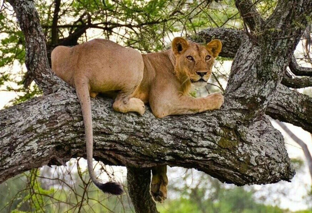 Read more about the article What Wildlife Do I Expect to See on a Uganda Safari?
