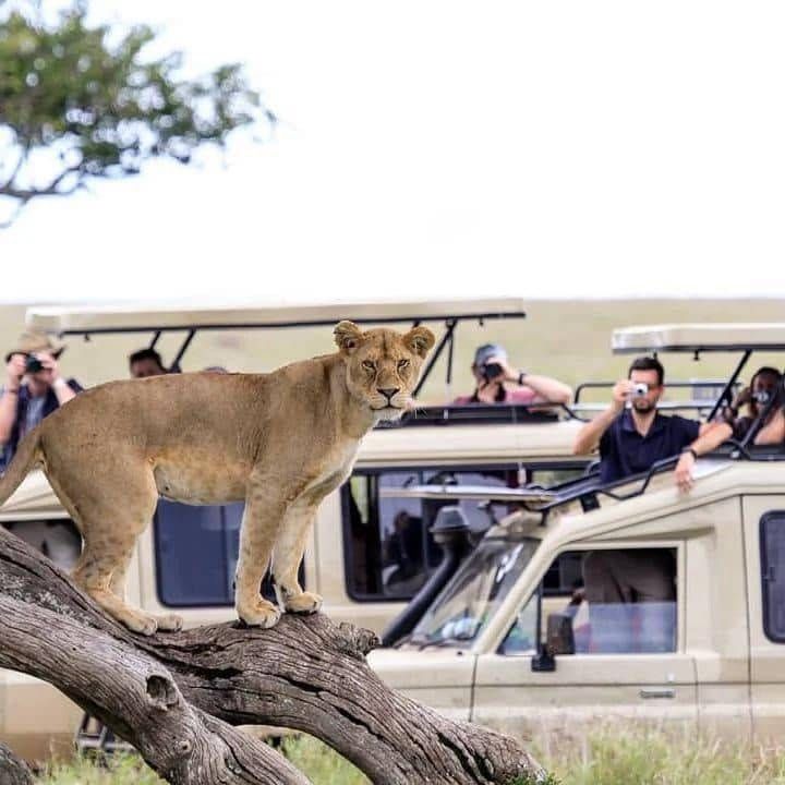 You are currently viewing Planning a Safari to Uganda in 2026