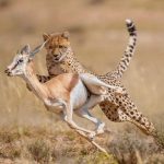 Where to Go for a Photography Safari in Uganda