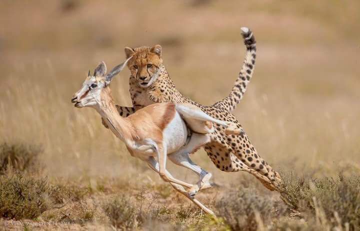 You are currently viewing Where to Go for a Photography Safari in Uganda