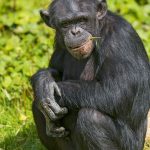 Primates and savannahs.