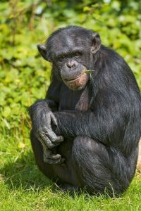 Read more about the article Primates and savannahs.