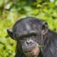 Primates in Uganda: 15 Fascinating Facts, Species & Best Places to See Them