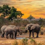 How Many Days Do You Need for a Safari in East Africa?