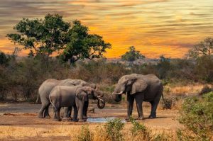 Read more about the article How Many Days Do You Need for a Safari in East Africa?