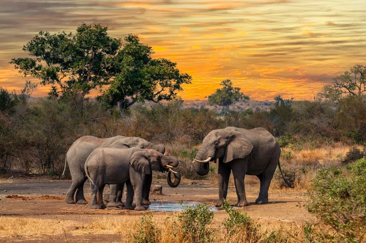 Safari in East Africa.
