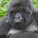 Why Should You Choose a Uganda Safari?