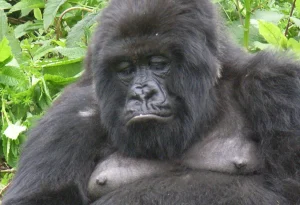 Read more about the article Why Should You Choose a Uganda Safari?