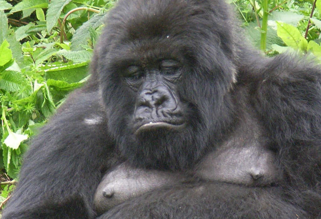 Read more about the article Why Should You Choose a Uganda Safari?