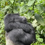 Last Minute Gorilla Safari in Uganda from Kigali