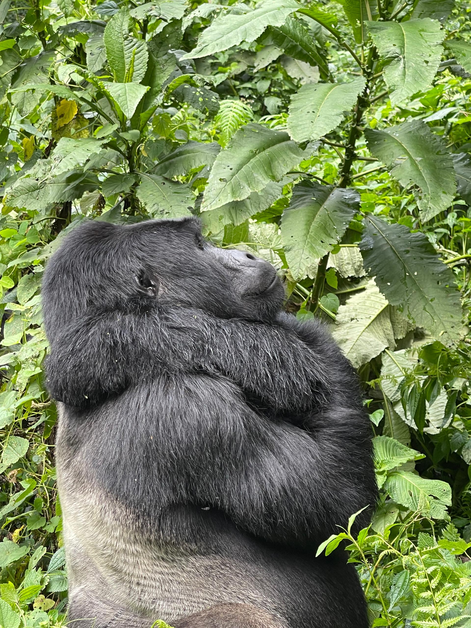 You are currently viewing Last Minute Gorilla Safari in Uganda from Kigali