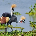Why visit Uganda?