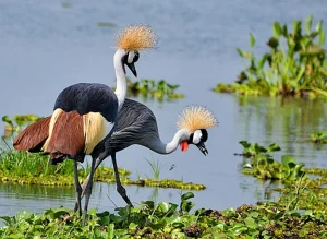 Read more about the article Why visit Uganda?