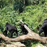 Uganda Gorilla and Chimpanzee Safari