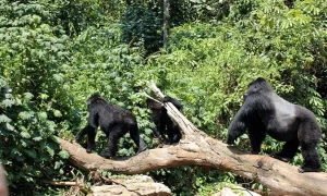 Read more about the article Uganda Gorilla and Chimpanzee Safari