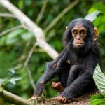 Primates and Wildlife Viewing in Uganda