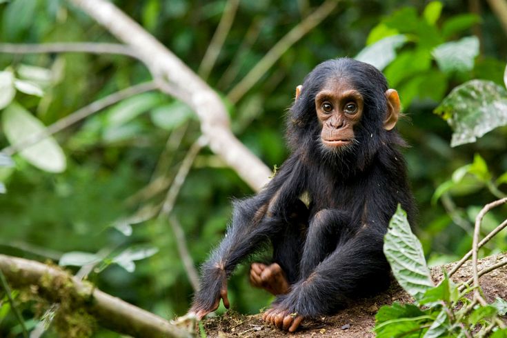 You are currently viewing Primates and Wildlife Viewing in Uganda