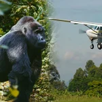 Luxury Gorilla Safari in Rwanda