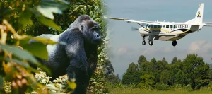 Read more about the article Luxury Gorilla Safari in Rwanda