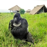 How much is a gorilla permit to see Congo gorillas?