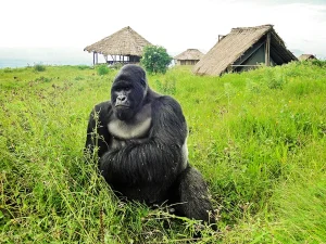 Read more about the article How much is a gorilla permit to see Congo gorillas?