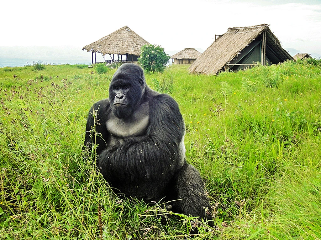 You are currently viewing How much is a gorilla permit to see Congo gorillas?