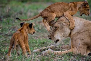 Read more about the article Wildlife Safari in Akagera National Park