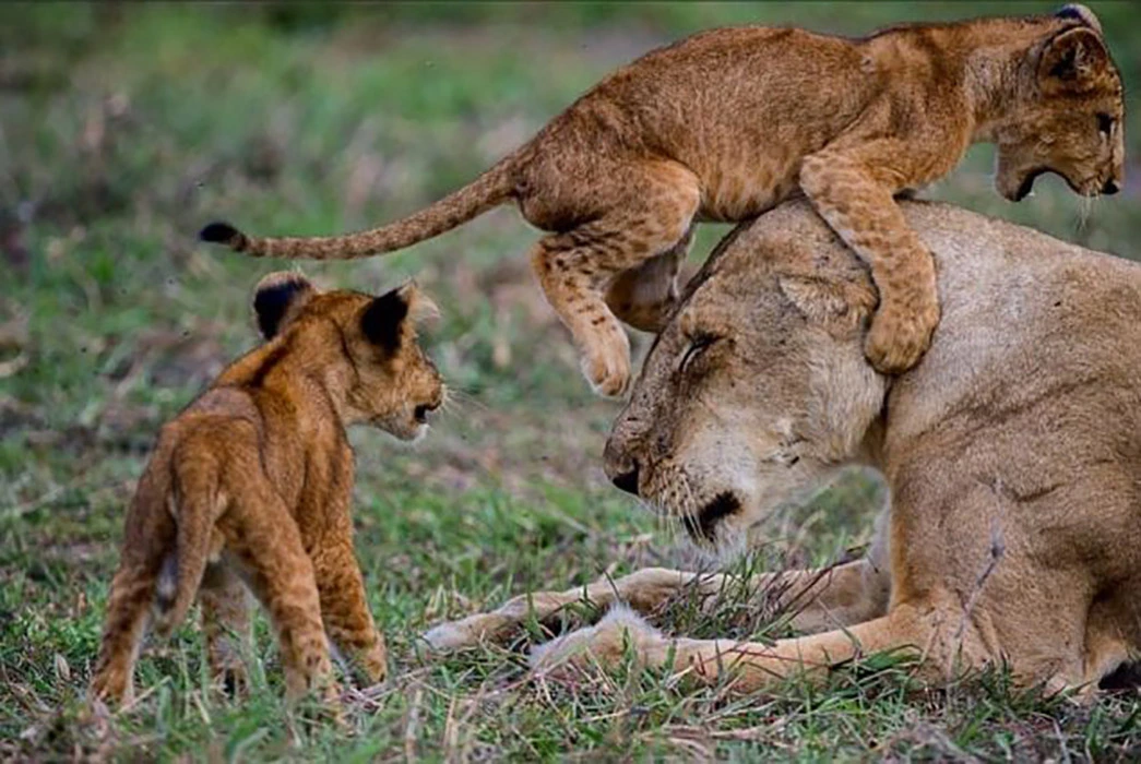 You are currently viewing Wildlife Safari in Akagera National Park
